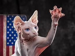 猫猫
