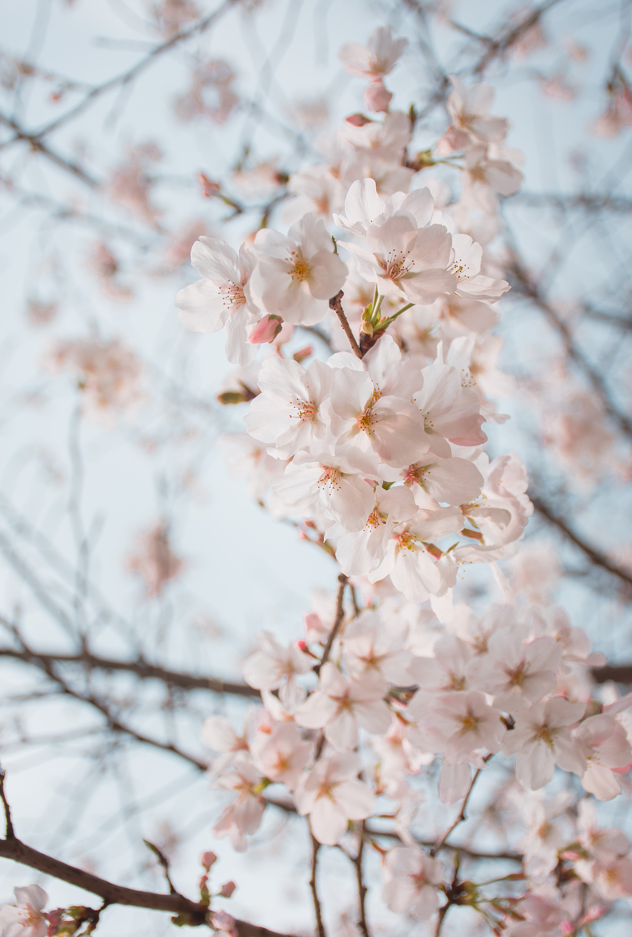 樱花