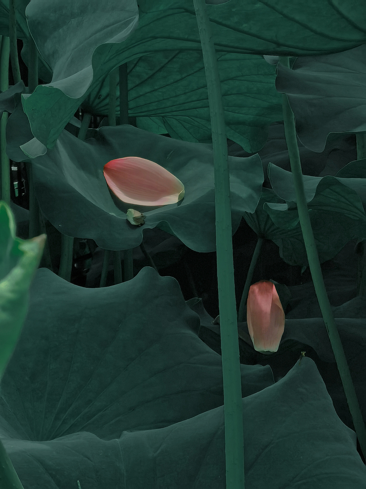 如梦令-东湖游记（图ZMjEyMDA3Mzk2） - 风光摄影 - 站酷设计师Tenfey原创素材 - 站酷ZCOOL