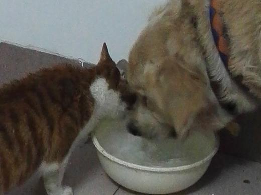 飯點已到！息戰(zhàn)?。▊€人主頁-ZMjY0MjIzNjg=） - 寵物攝影 - 站酷設(shè)計師顏陽高照原創(chuàng)素材 - 站酷ZCOOL