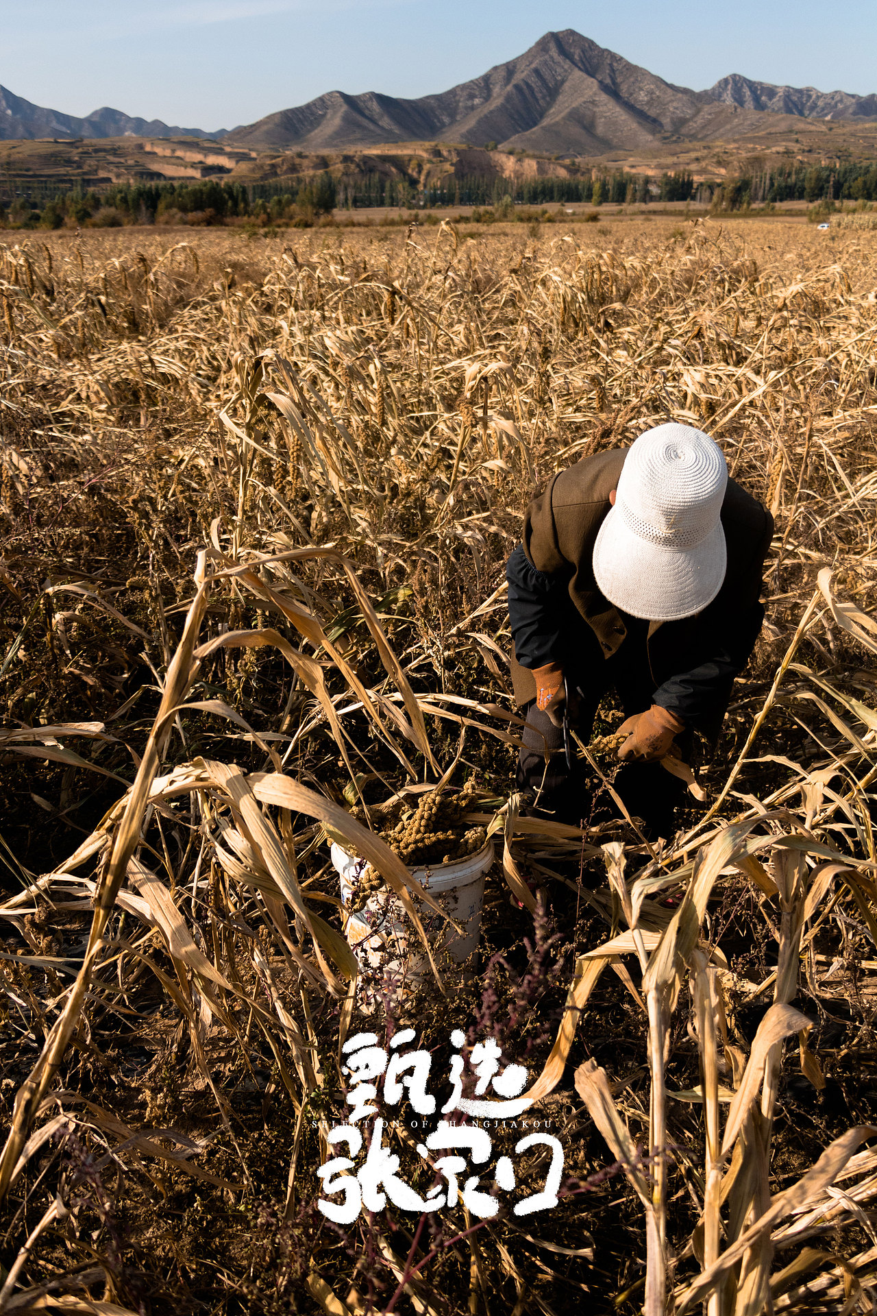 秋收的张家口（图ZMjQyMjUzNTg4） - 人文/纪实摄影 - 站酷设计师EICOO原创素材 - 站酷ZCOOL