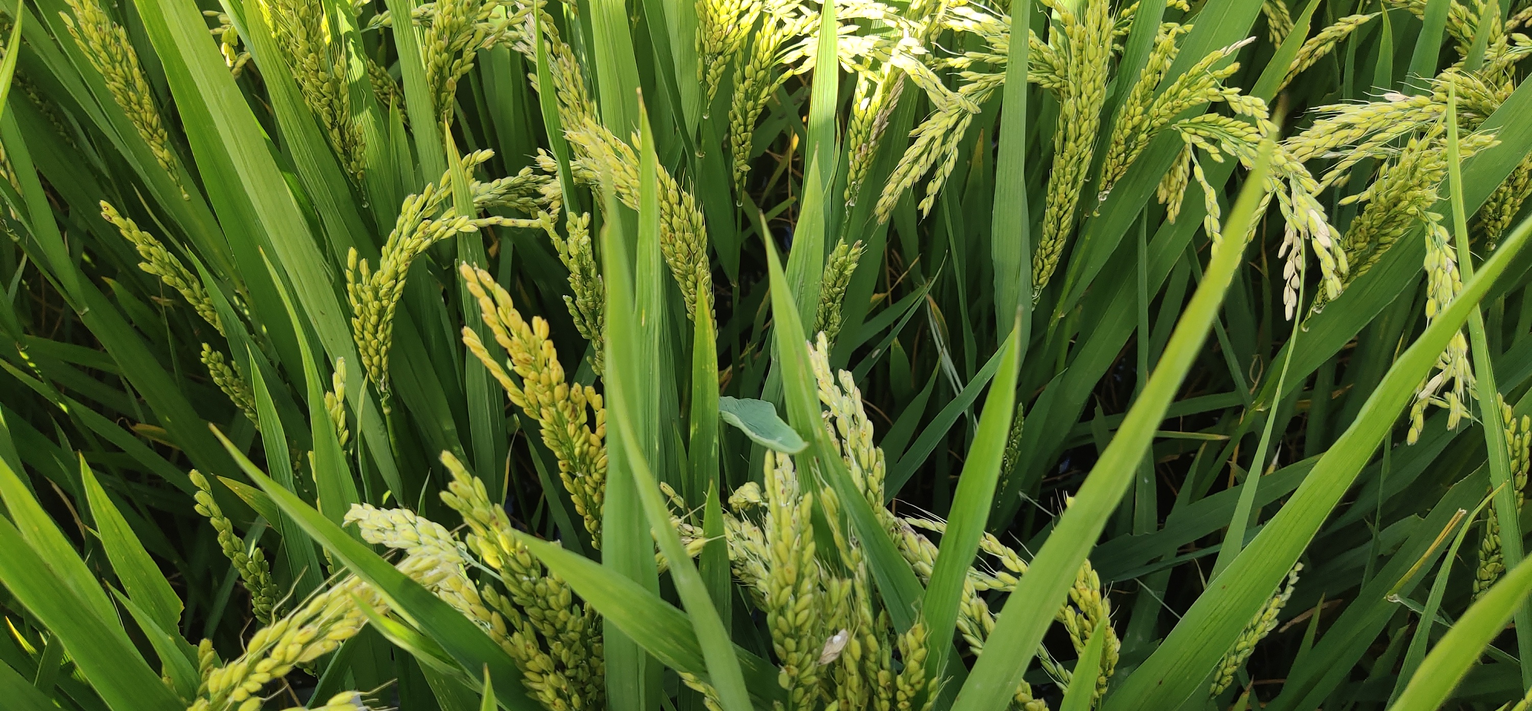 绿油油的杂交水稻