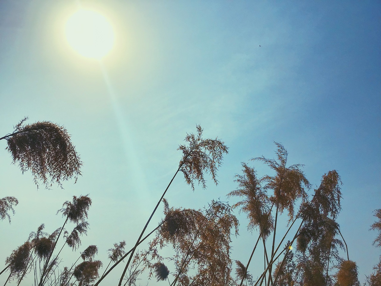 花花草草（图ZMTY0NzE2ODQw） - 其他摄影 - 站酷设计师王霸天是小仙女原创素材 - 站酷ZCOOL