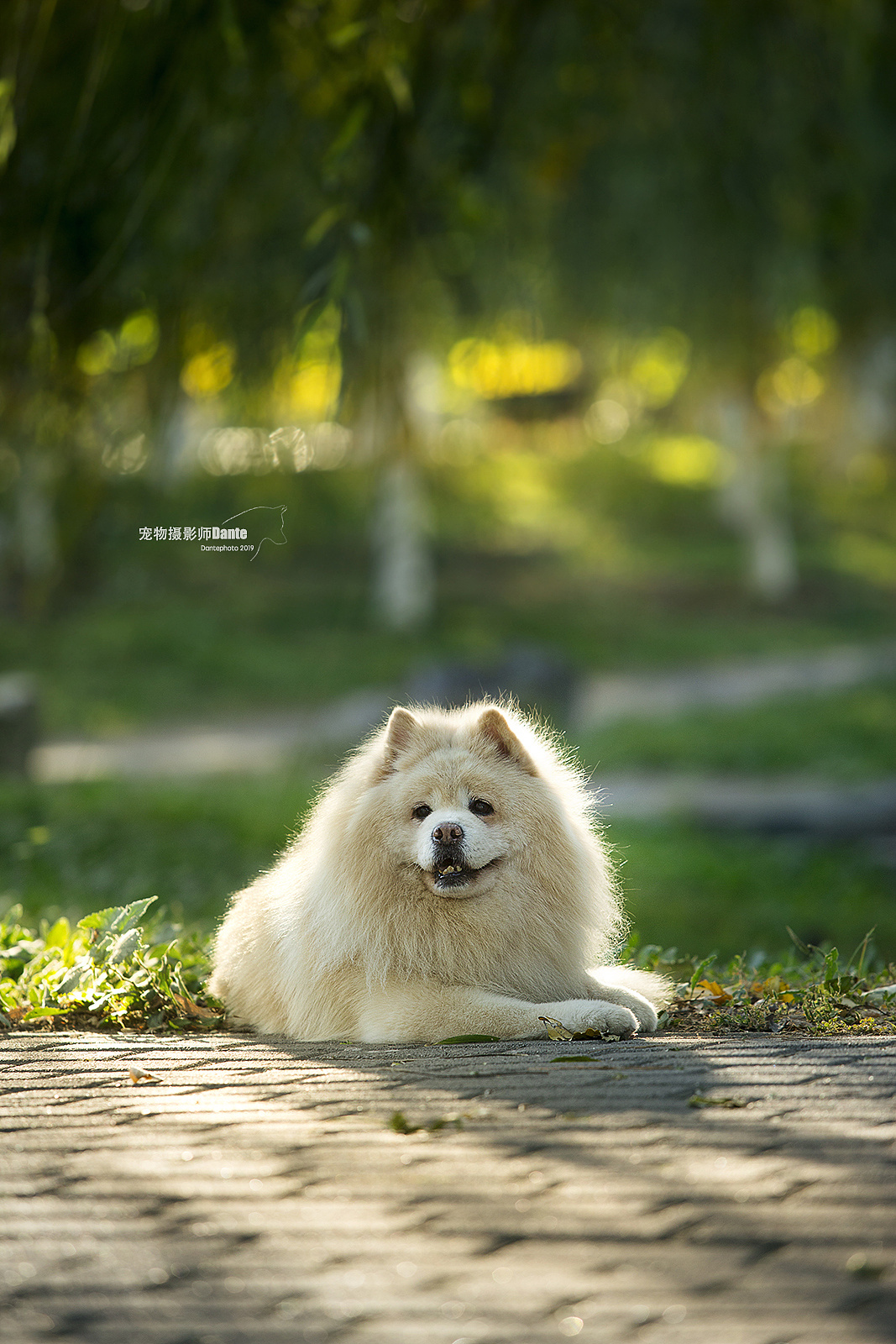 金色松狮犬动物图片-欧莱凯设计网