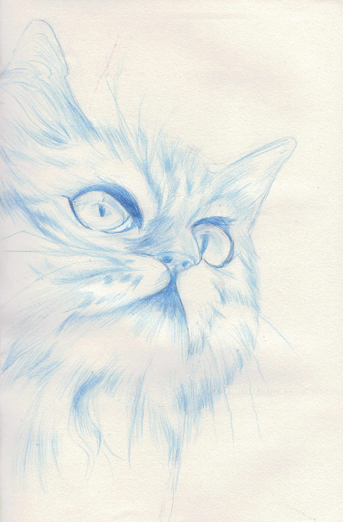 可爱猫咪绘画 日本插画家 mofu_sand|插画家|猫咪|绘画_新浪新闻
