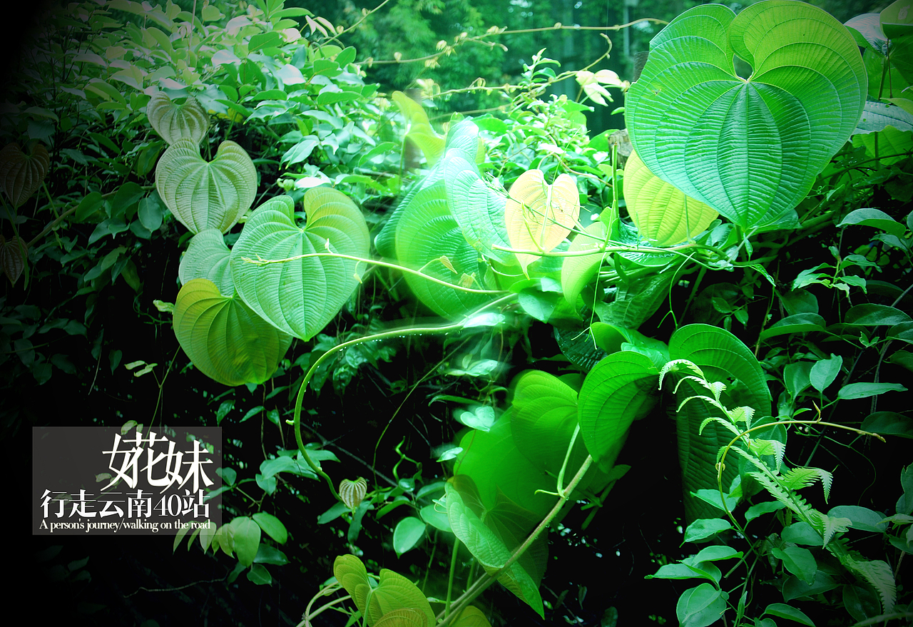 婲妹行走云南