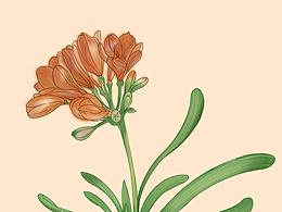 《认真画插画》-君子兰