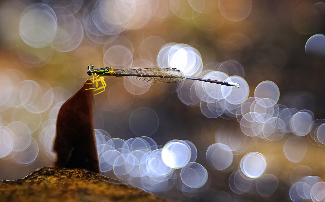 泡泡生态微小品