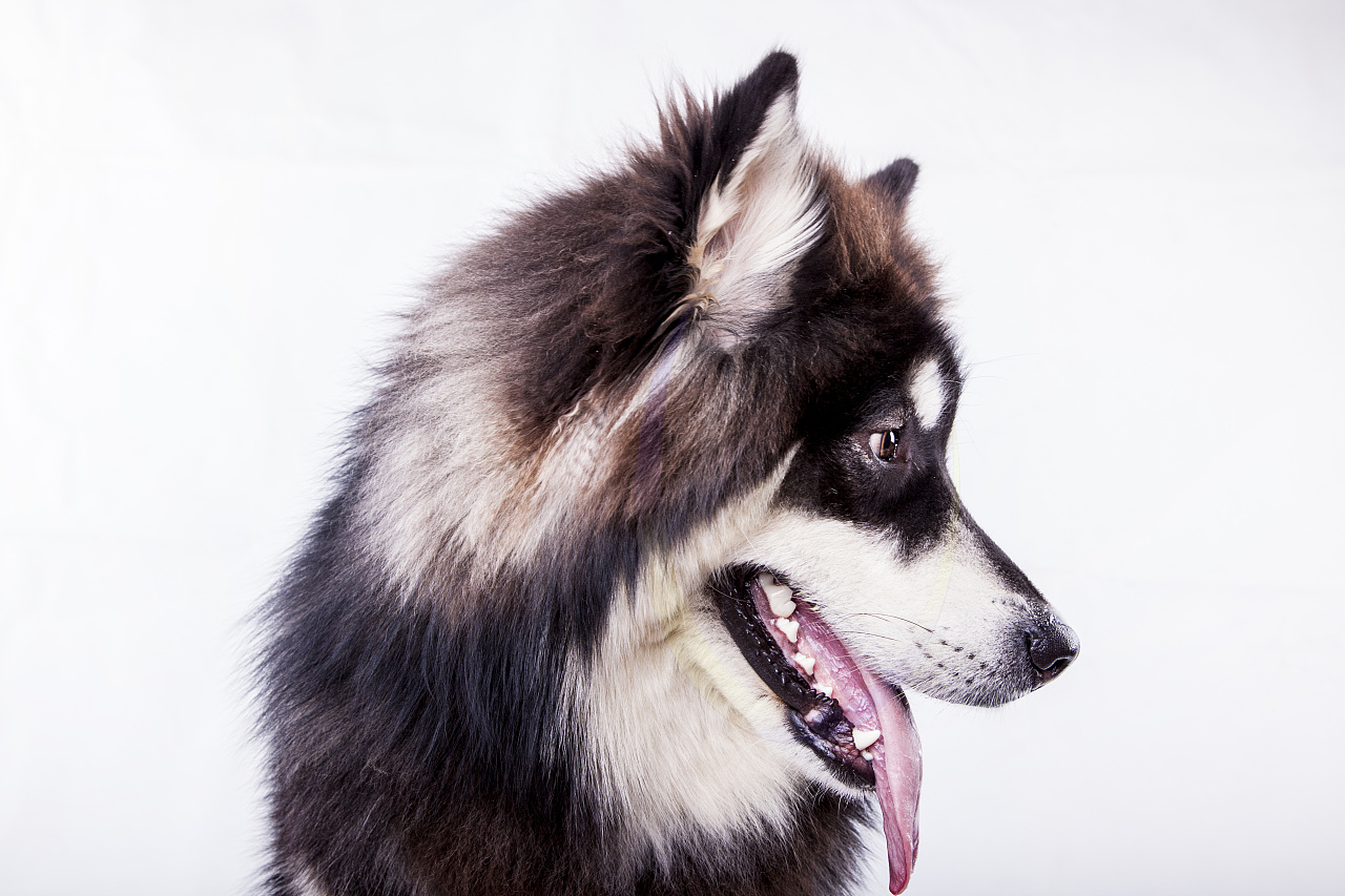 Alaskan Malamute 阿拉斯加雪橇犬——铁汉柔情丨主流狗