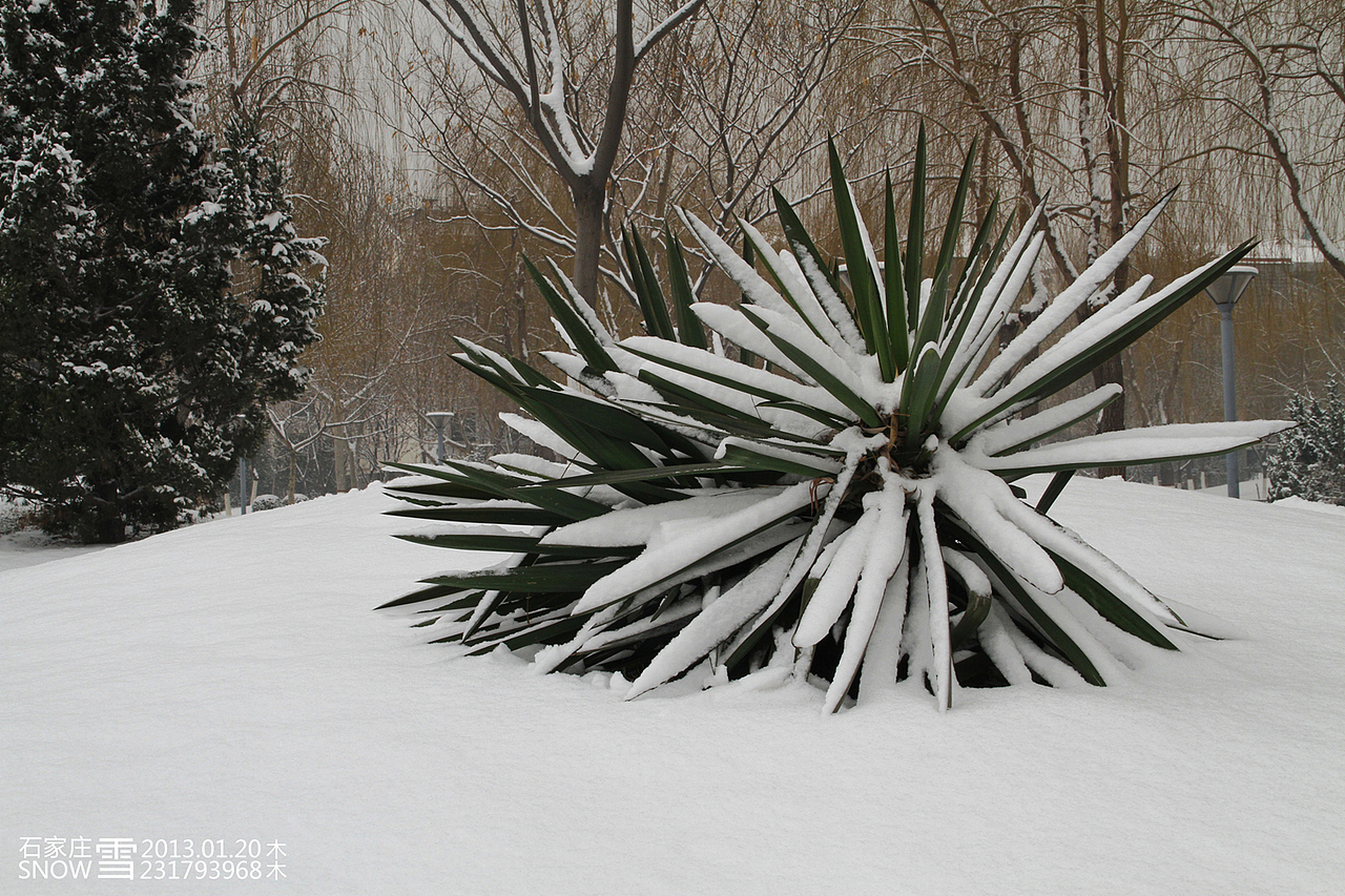 2013-01-20-石家庄-雪--2