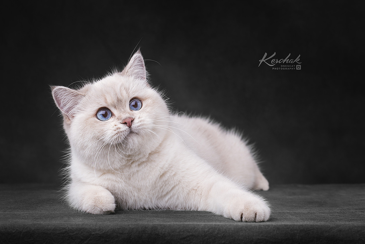 Cute Kitten【克查原创作品26】