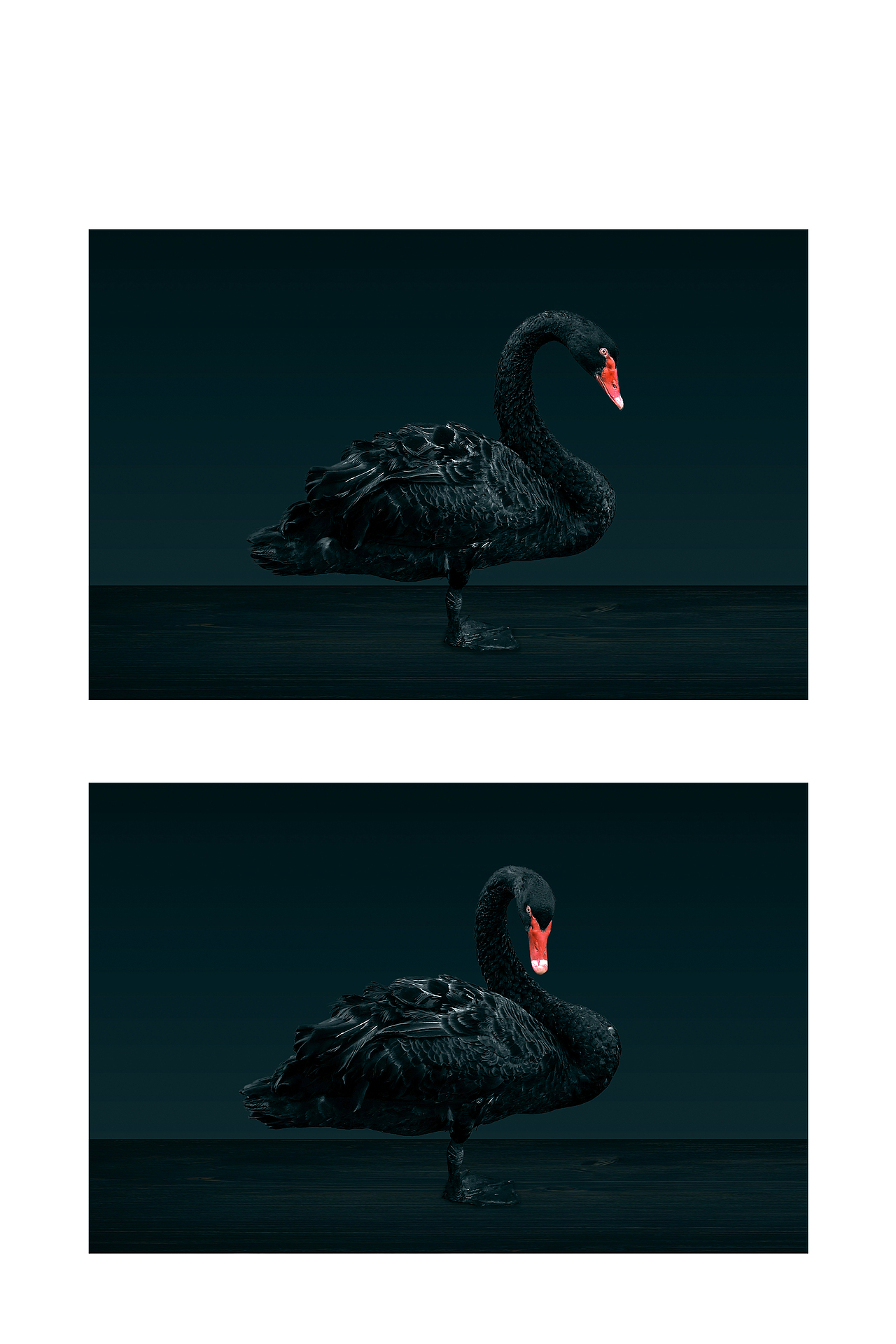 摄影-黑天鹅（图ZMTI2OTY3OTg4） - 宠物摄影 - 站酷设计师发酵的益生菌原创素材 - 站酷ZCOOL