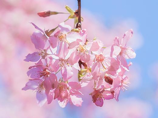 SAKURA  🌸 桜花