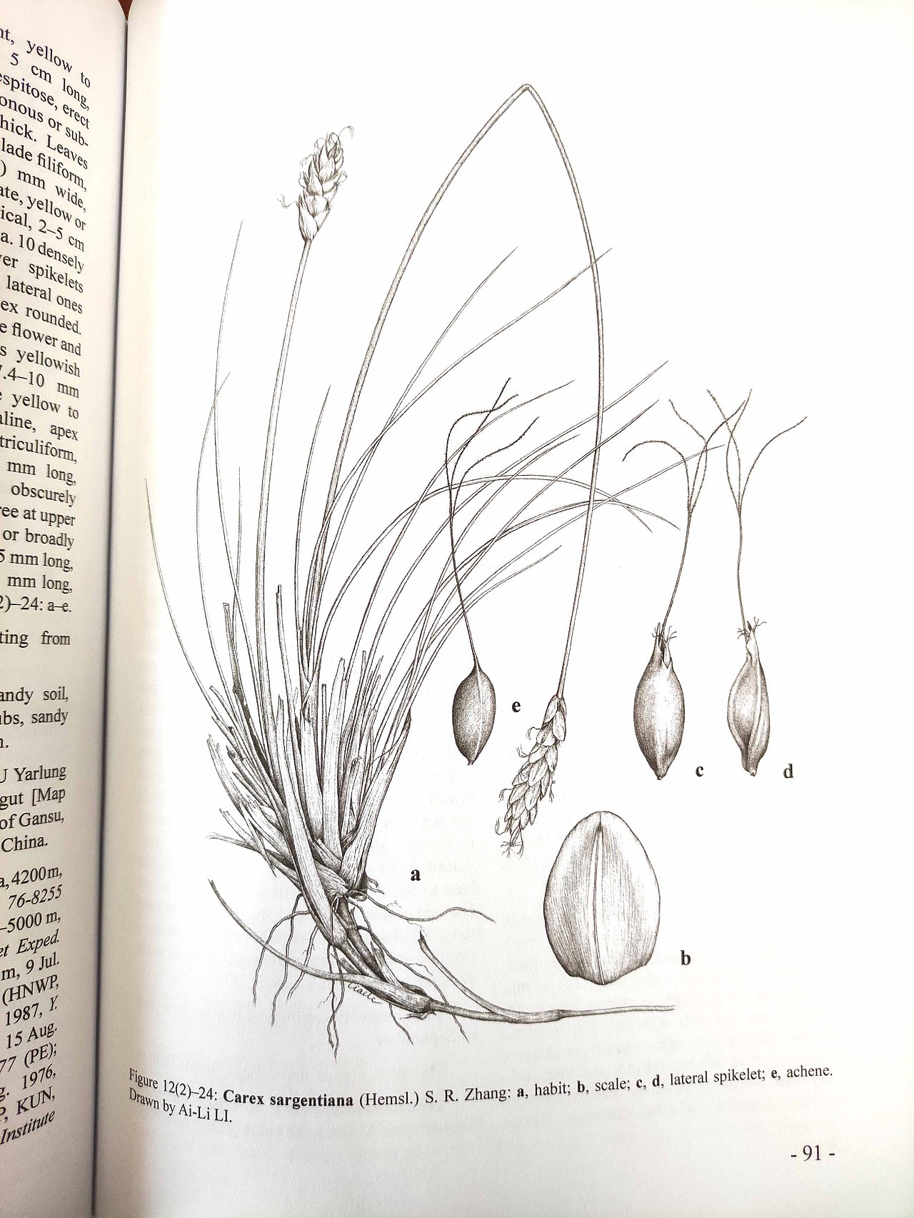 Flora of Pan-Himalaya Vol.12(2) Carex sargentiana（图ZMjgxMzA5MDQw） - 绘画 - 站酷设计师寻山追水原创素材 - 站酷ZCOOL