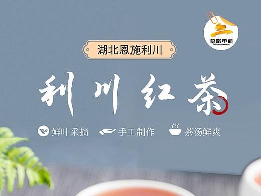 湖北恩施利川红茶 鲜叶采摘 手工制作 茶汤鲜爽