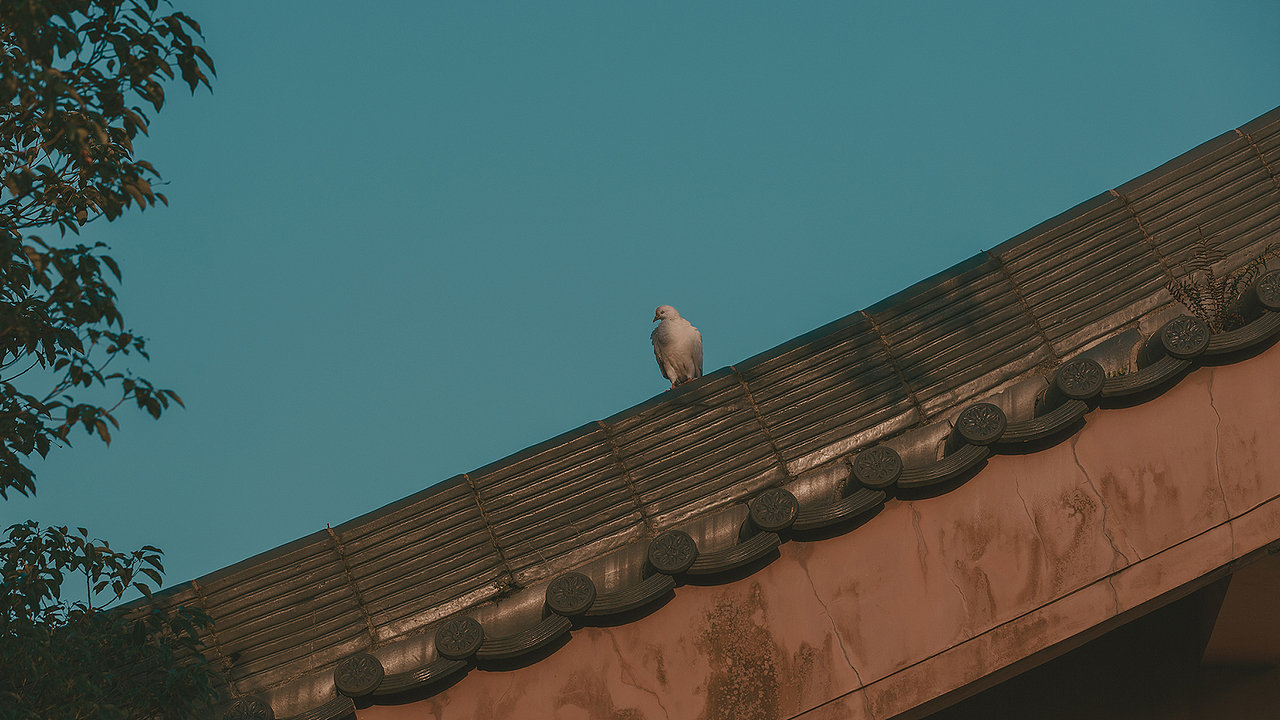 深圳 | 寺院之晨