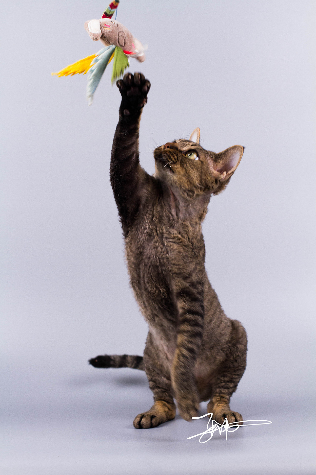 德文猫|摄影|宠物摄影|铲屎官小分队_原创作品-站酷zcool