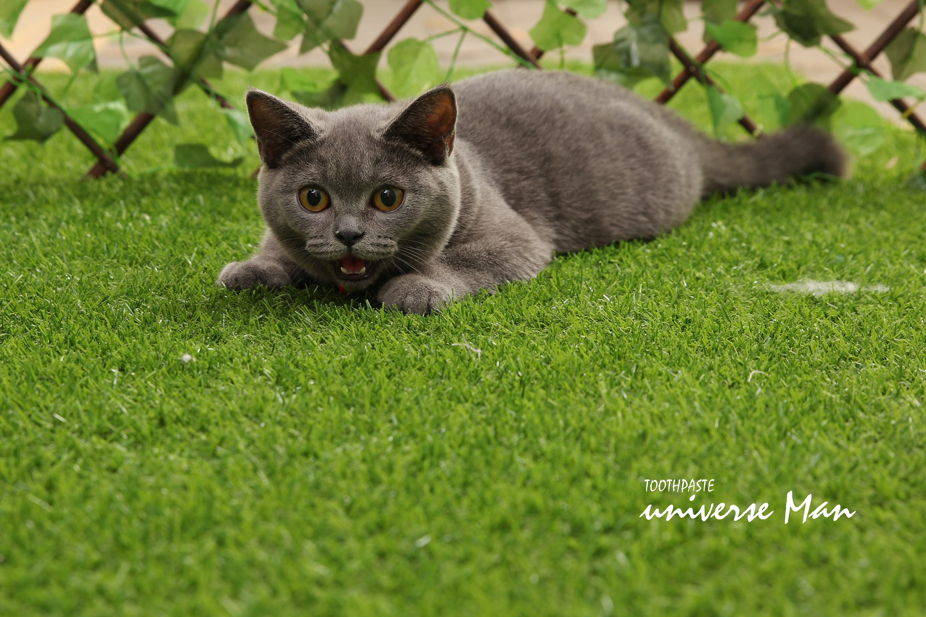 bastet 蓝猫 宠物 摄影