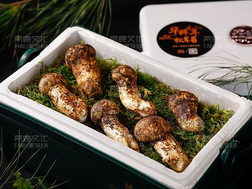 成都美食短视频/宣传片 美食图片摄影 案例-松茸摄影
