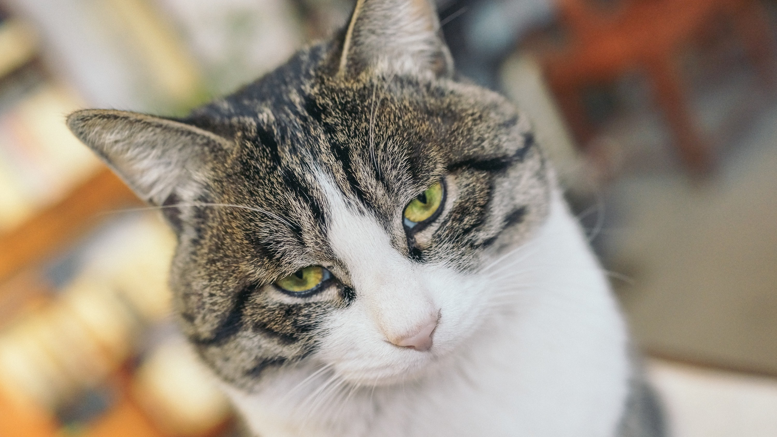 北京"正阳书局"喵老板和他的玩意儿们