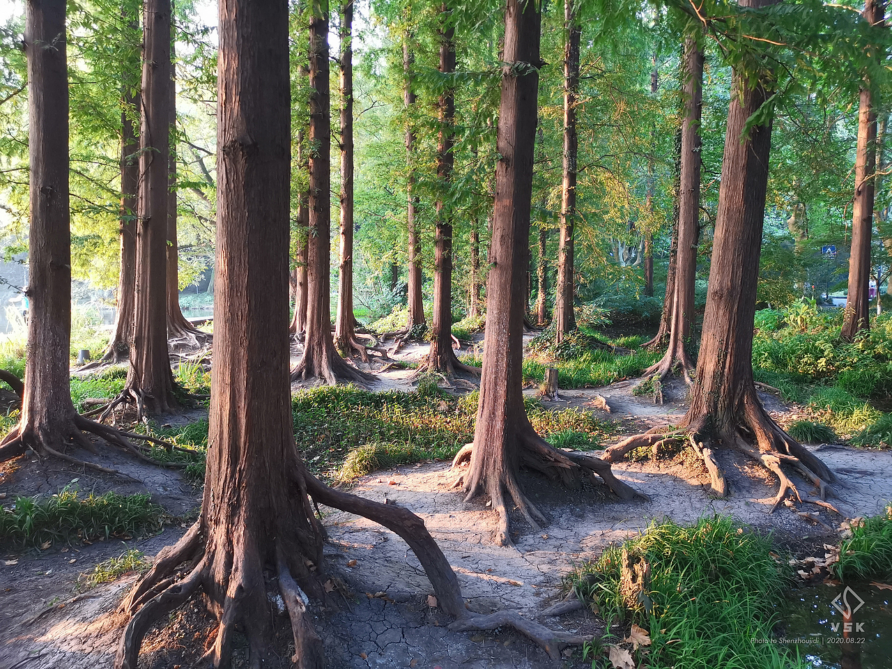 连夜拍日出而不得