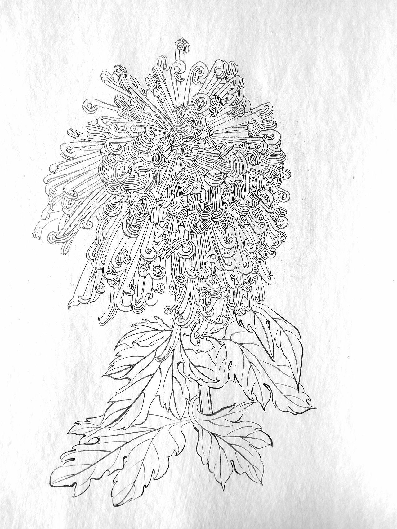 菊系列（三）（图ZMTQ5NDA5MTk2） - 绘画 - 站酷设计师伊芽儿原创素材 - 站酷ZCOOL