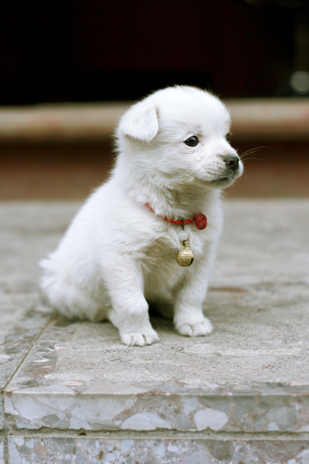 最新可爱小狗图片大全-可爱狗狗-屈阿零可爱屋