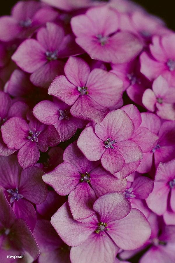 (Floral) 花卉（图ZMTI4MTQyNTQ4） - 产品摄影 - 站酷设计师rawpixel原创素材 - 站酷ZCOOL