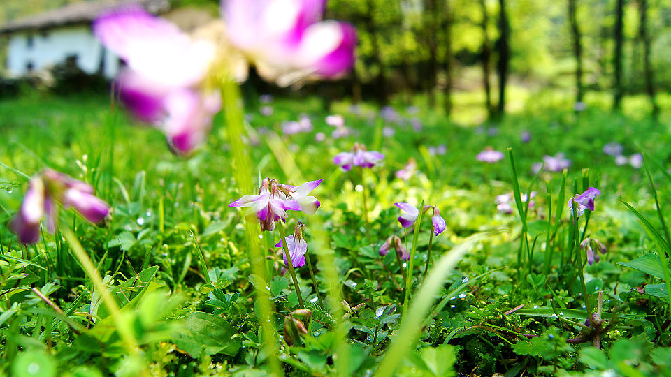 看到左小角的蚂蚱了吗
