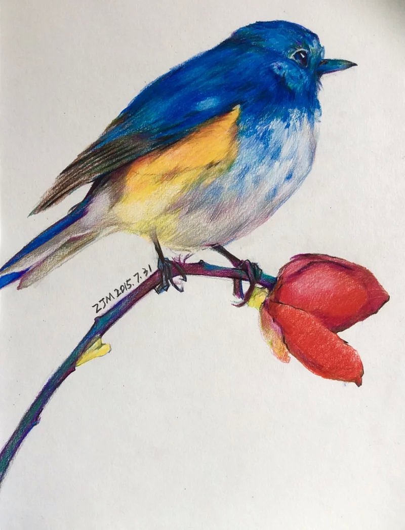 鸟类彩铅画简单图片