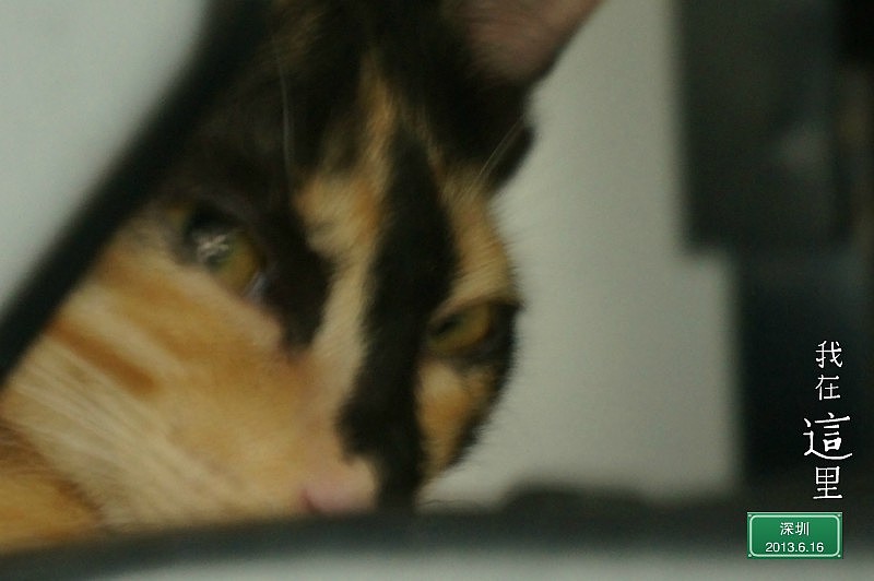 我家的喵（图ZMzIzOTUxOTY=） - 宠物摄影 - 站酷设计师abby_M原创素材 - 站酷ZCOOL