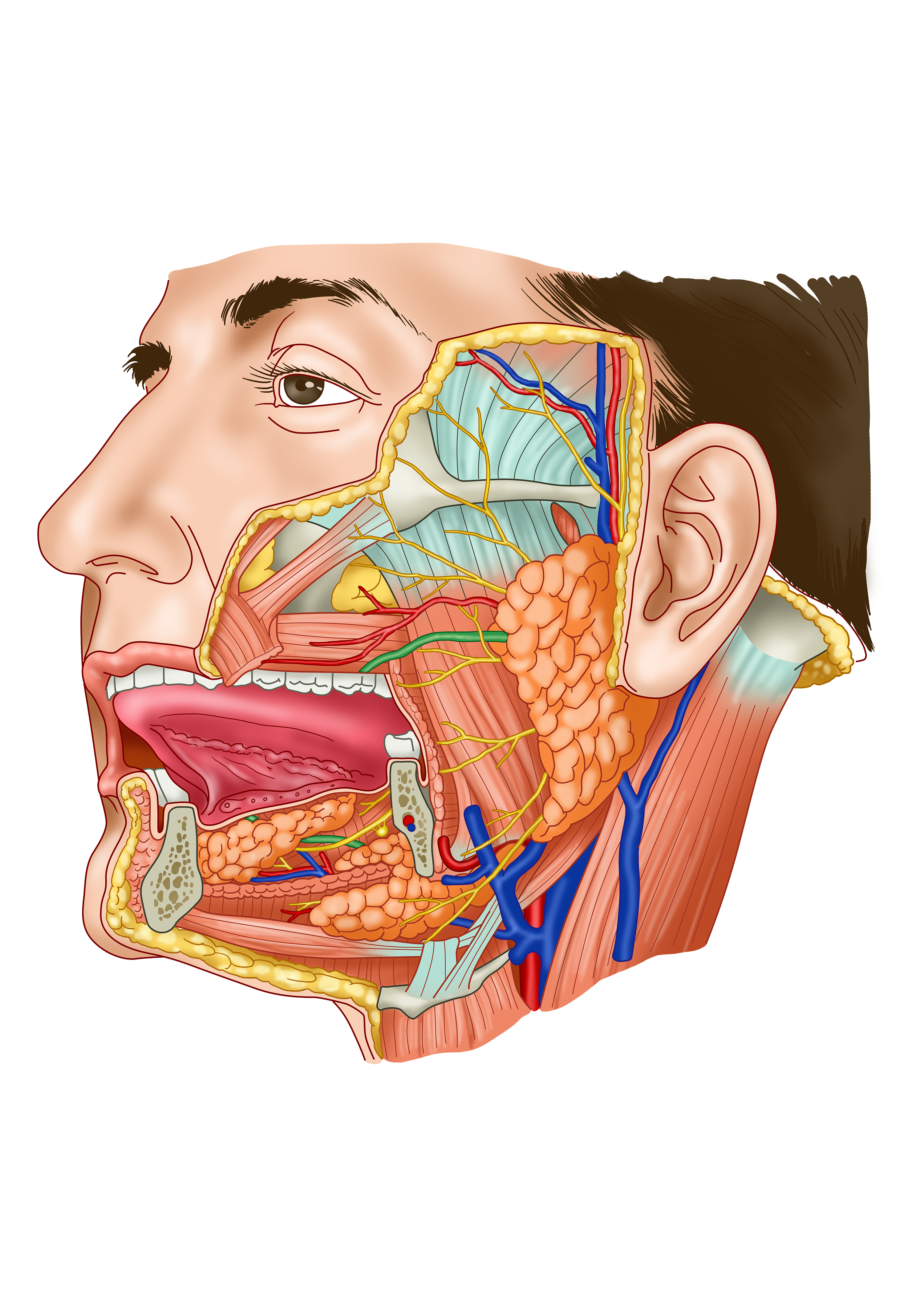 面部软组织解剖层次 - 知乎