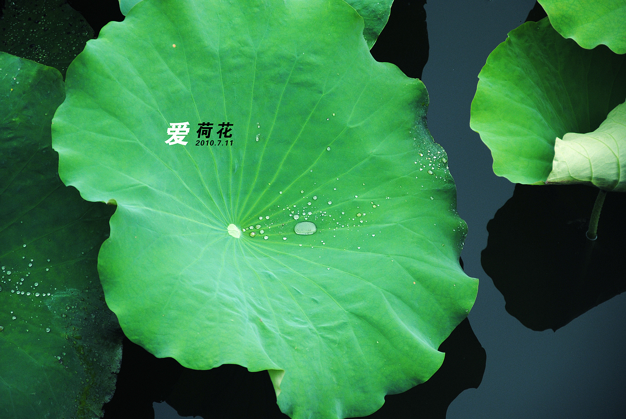 爱。荷花，（图ZMTI3ODIwNA==） - 风光摄影 - 站酷设计师Only_two原创素材 - 站酷ZCOOL