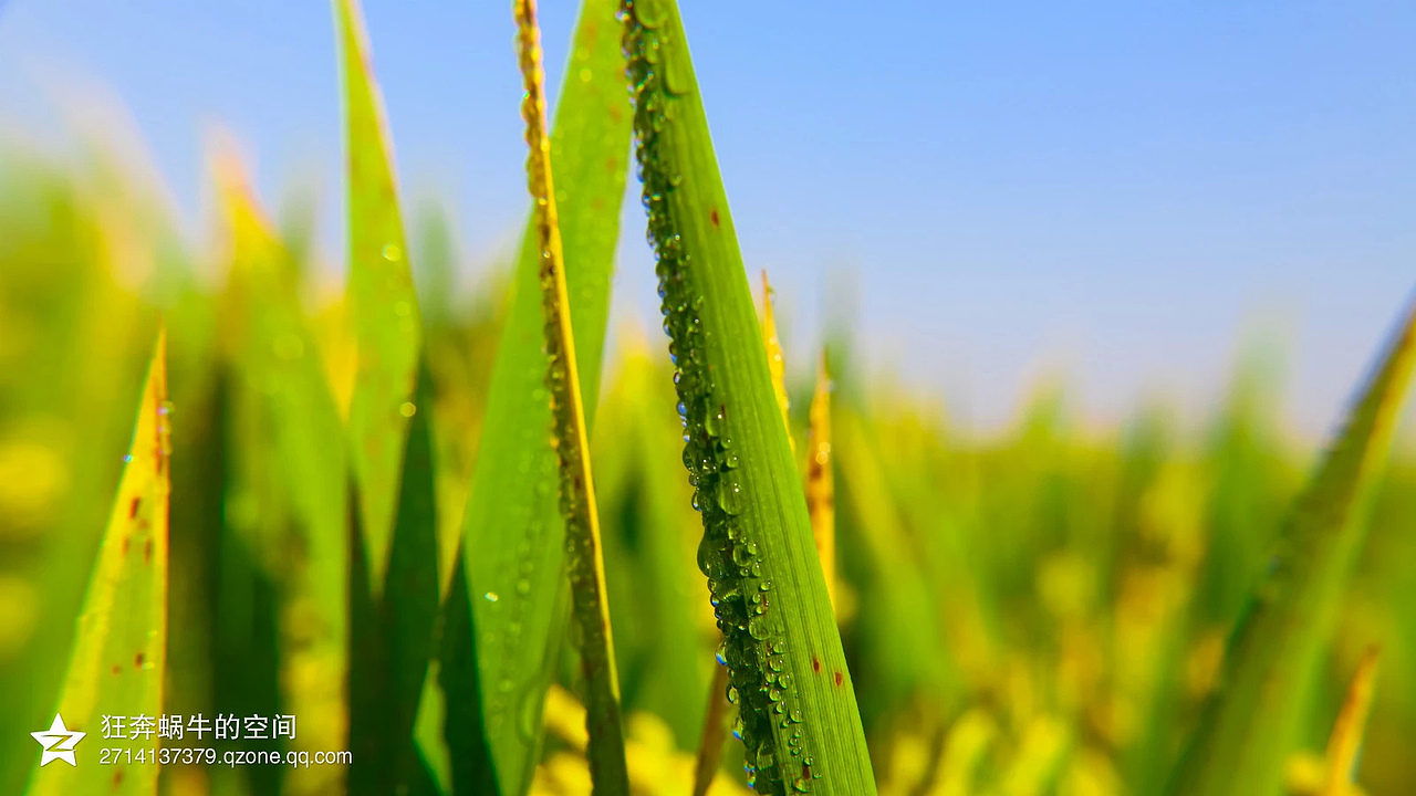 第一次尝试微距,有很多不足~~~~