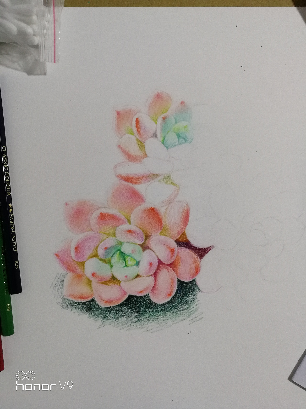 彩铅多肉植物《桃美人》 - 原创作品 - 站酷(zcool)