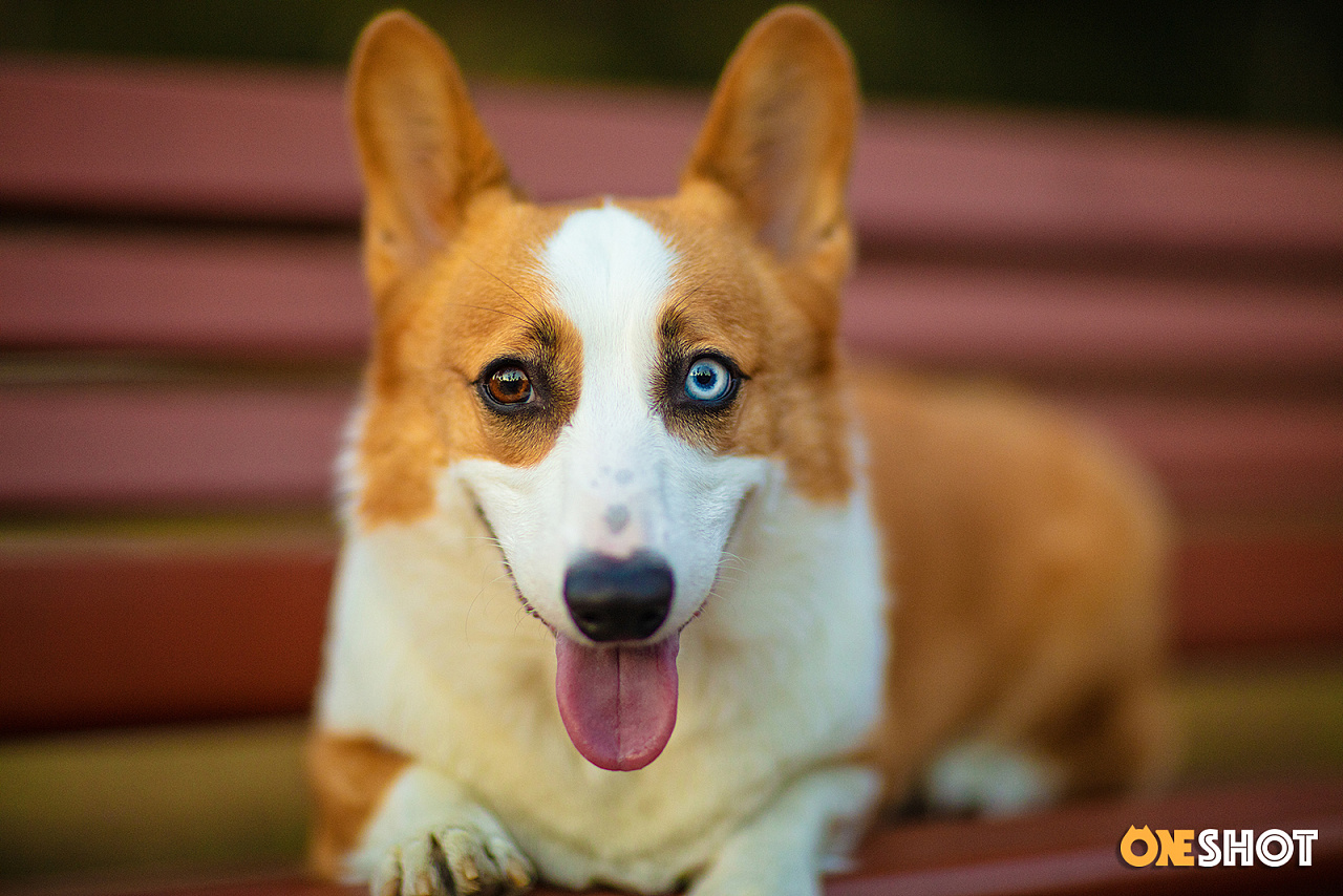 一只天生异瞳柯基犬 因为异瞳所以被视为失格 降价卖出 然而我觉得很