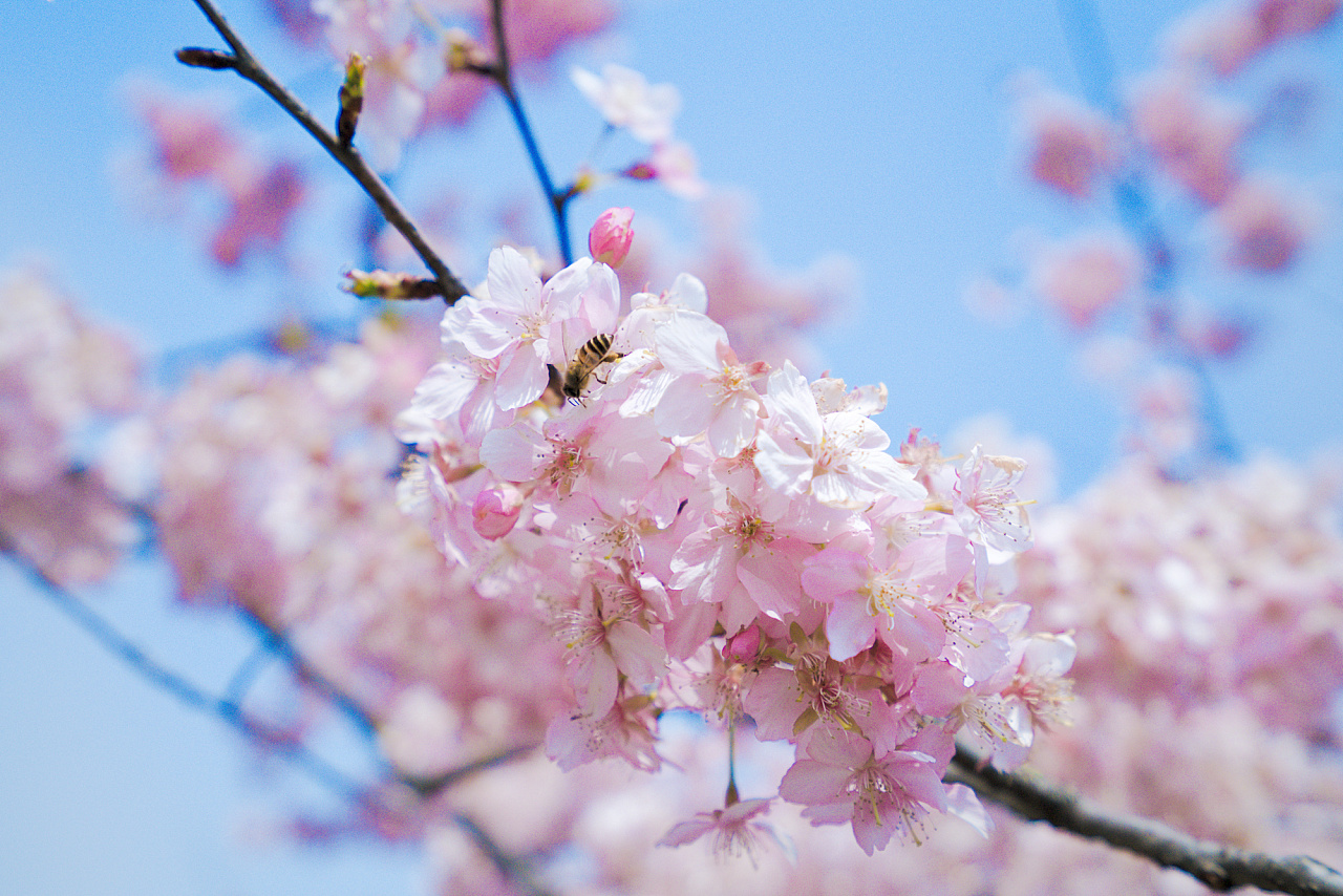 世上最漂亮的樱花图片超好看-壁纸图片大全