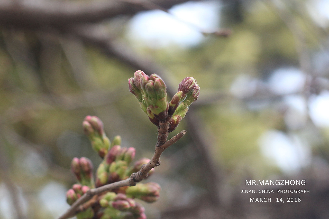 花开，樱花烂漫时