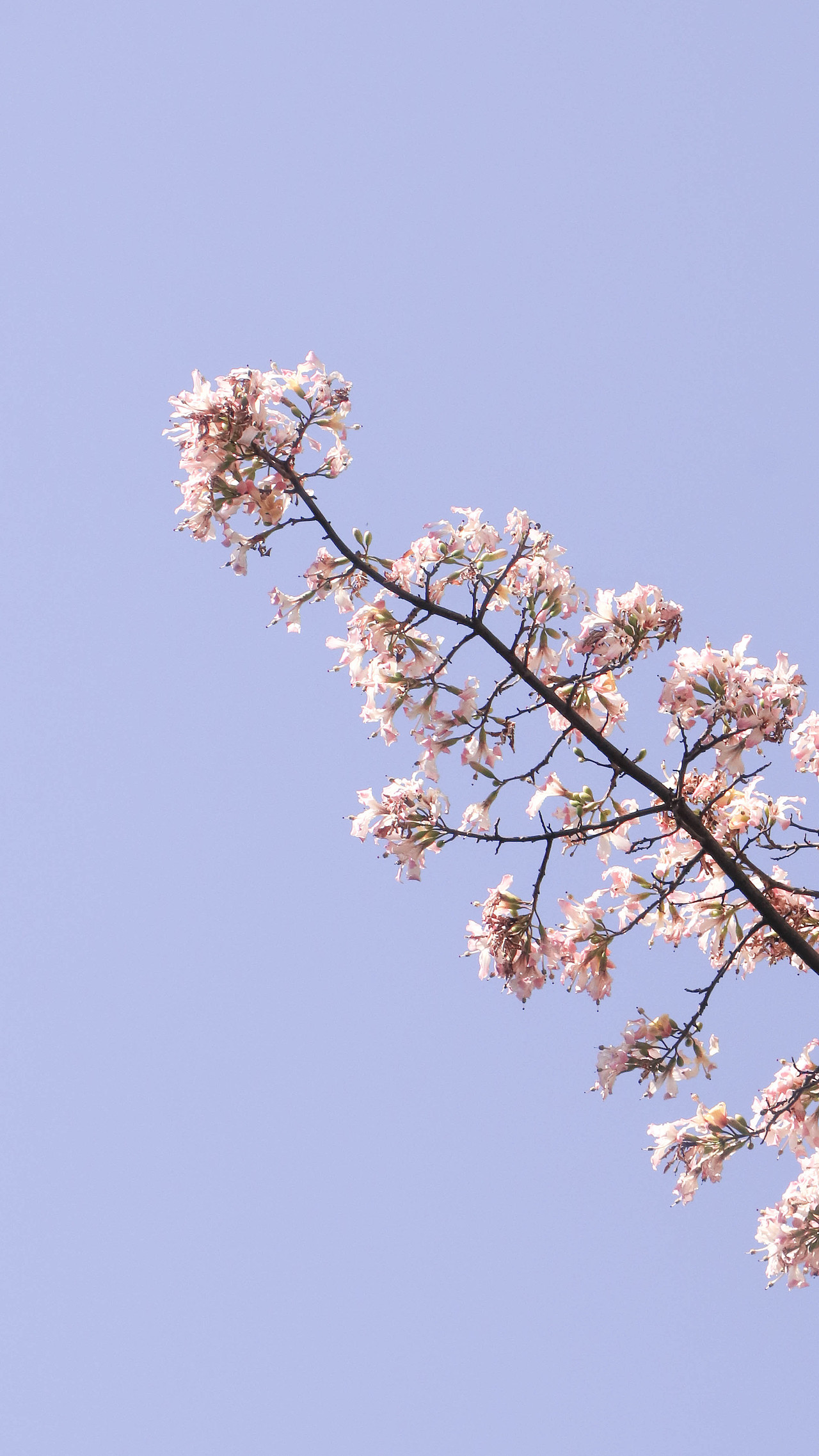 异木棉花开（图ZMzM3OTg2NzU2） - 风光摄影 - 站酷设计师林二三_原创素材 - 站酷ZCOOL