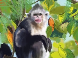 收录滇金丝猴的公开的收藏夹 - 站酷(zcool)