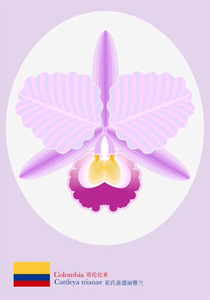 国花｜哥伦比亚｜崔氏嘉德丽亚兰（图ZNTk5NTUyOTI=） - 动效设计 - 站酷设计师邢鑫蕊原创素材 - 站酷ZCOOL