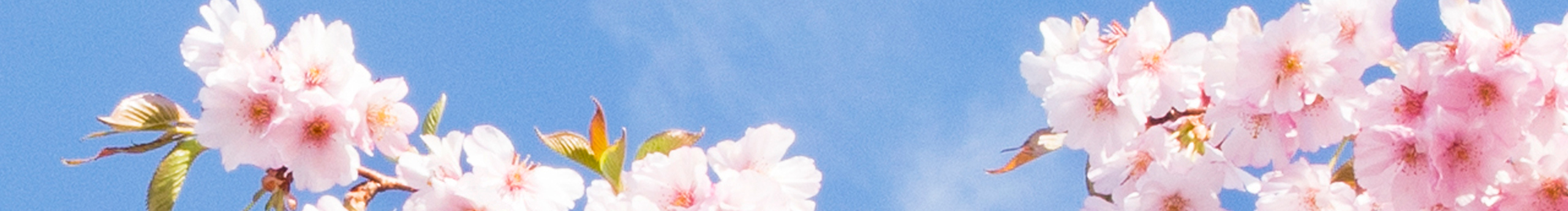 香菜公主的个人主页（封面预览） - 主页封面设置 - 站酷设计师香菜公主原创素材 - 站酷ZCOOL