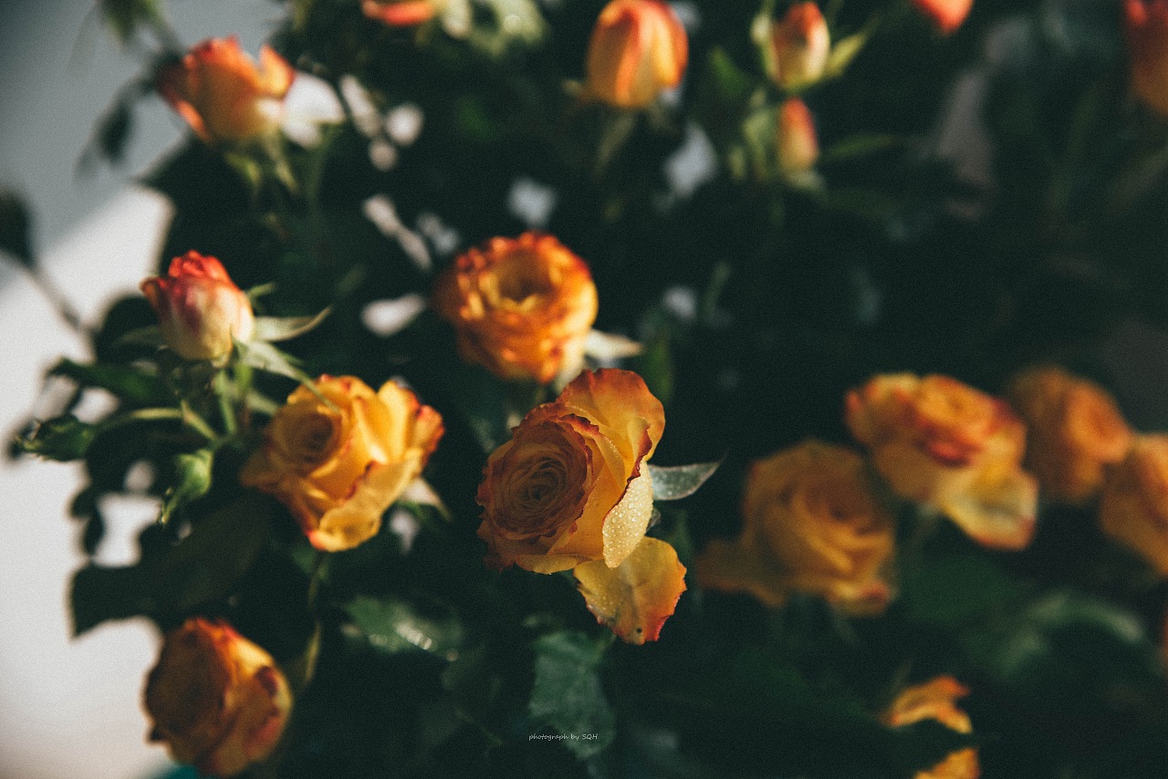 落日款多头玫瑰