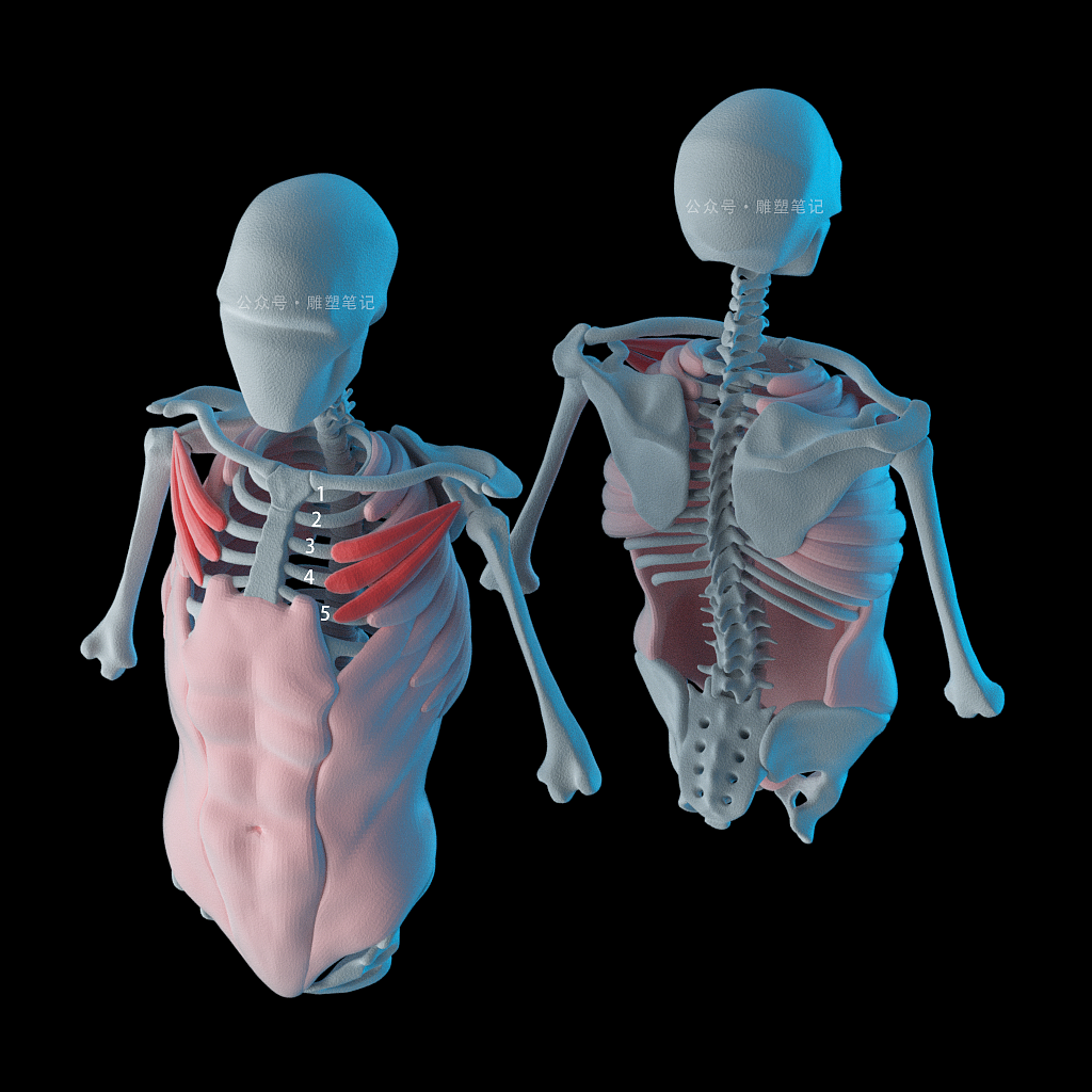 躯干肌肉（图ZMjc2NzY0NTk2） - 人物/生物 - 站酷设计师雕塑笔记原创素材 - 站酷ZCOOL