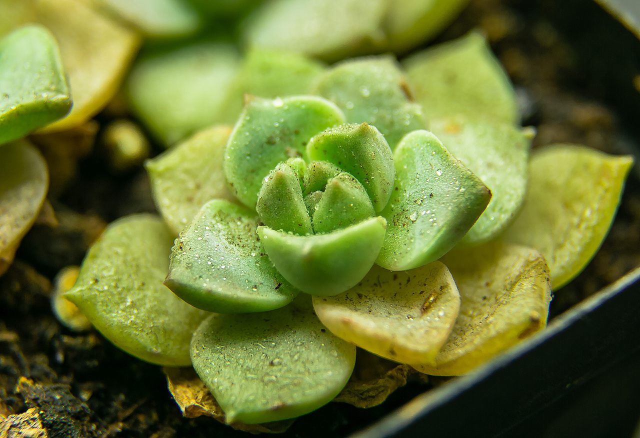 可爱的多肉植物