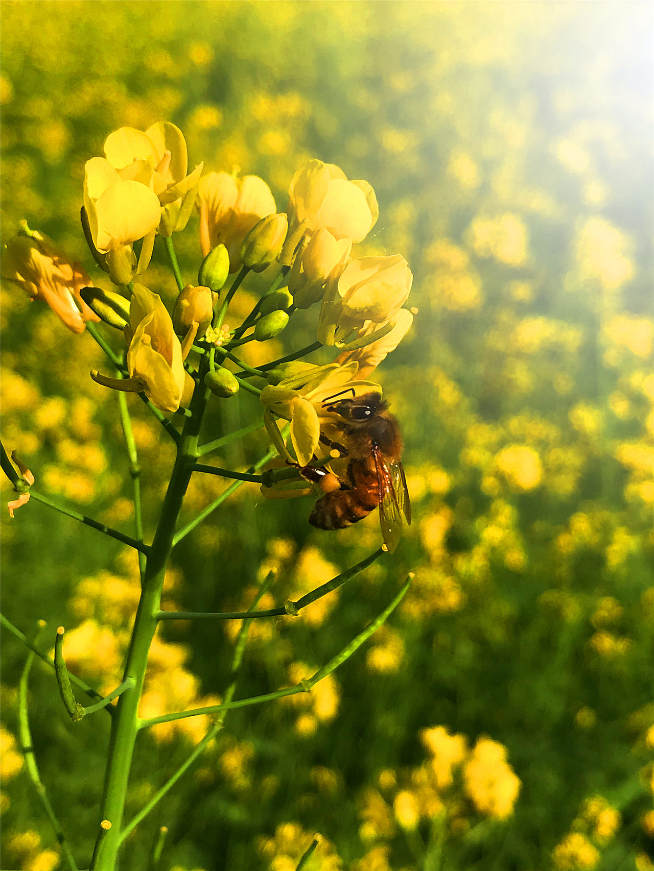 刘勇良手机纪实摄影:菜花香蜜蜂忙