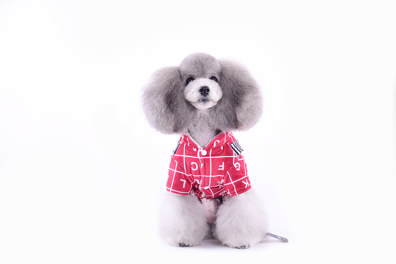 深圳宠物摄影-宠物服装拍摄