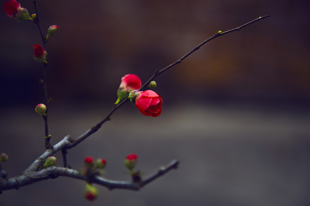 春节的声音（图ZMjUyMDM2NzY=） - 人文/纪实摄影 - 站酷设计师佐佐丶原创素材 - 站酷ZCOOL