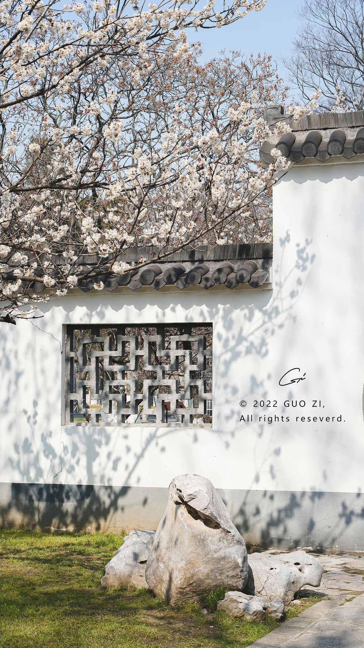 南京玄武湖樱桃花