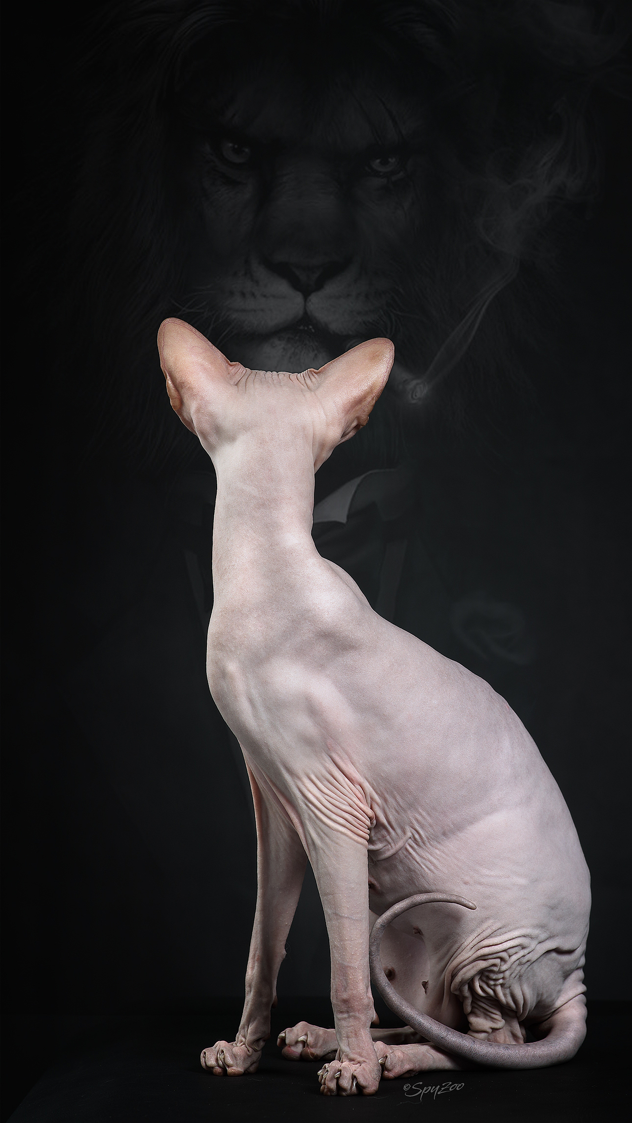 SPYZOO猫赛猫照片之「斯芬克斯无毛猫」